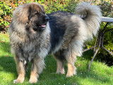 Mâle Leonberg de 5 ans à donner