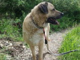 Melys, femelle Kangal à adopter