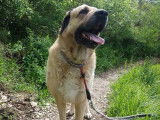 Melys, femelle Kangal à adopter