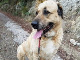 Melys, femelle Kangal à adopter