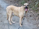 Melys, femelle Kangal à adopter