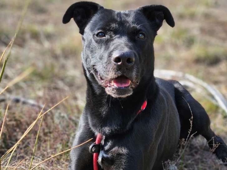 Bandit, Labrador à adopter