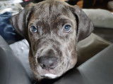 Recherche femelle Cane Corso pour saillie