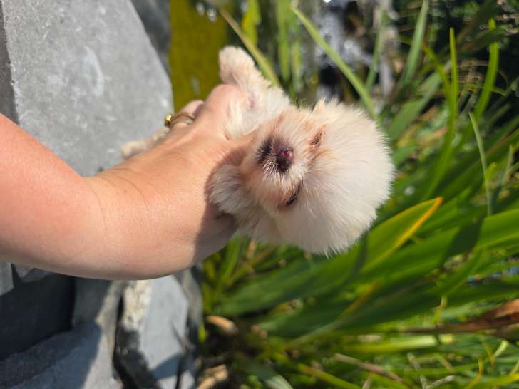 Chiots Poméranien avec pedigree LOSH à vendre