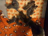 Chiots Cane Corso LOF à réserver