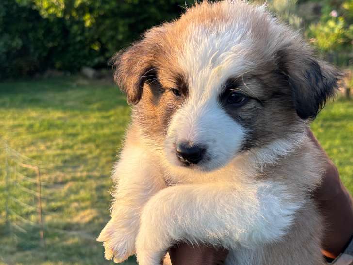 Chiots Border Collie cherche famille