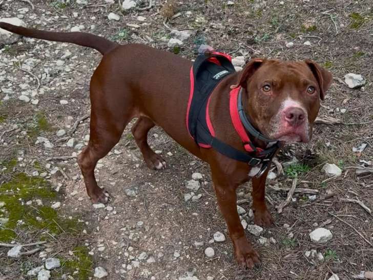 À adopter : chien de 4 ans