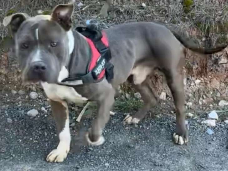 Disponible à l'adoption : chien American Bully de 2 ans