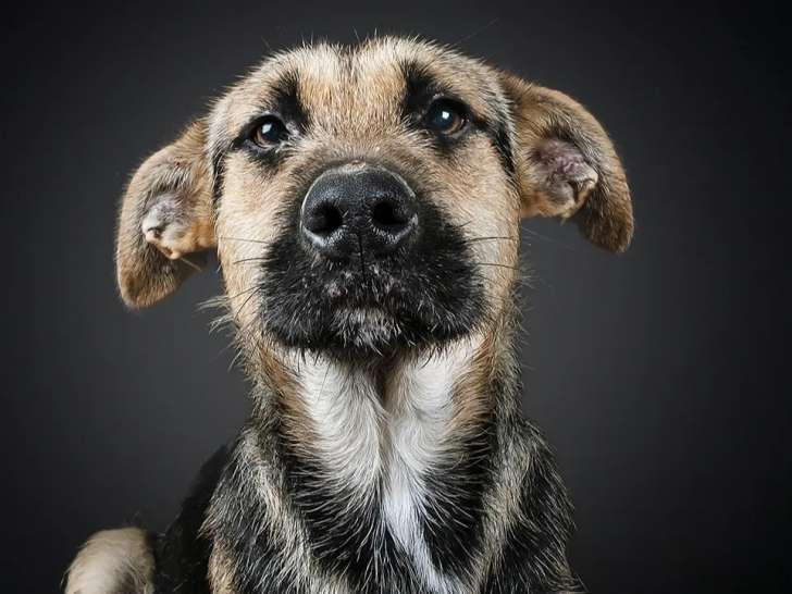 Adoption disponible : chienne noire et beige
