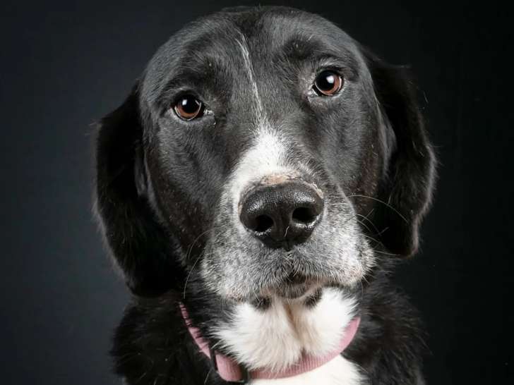 Chien noir avec marque blanche à adopter