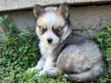 Chiots Pomsky F4+ toy à vendre