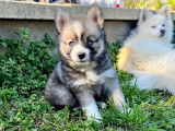 Chiots Pomsky F4+ toy à vendre