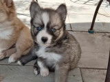 Chiots Pomsky F4+ toy à vendre