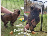Chiots de race Berger Belge Tervueren à vendre (4 femelles & 3 mâles)