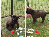 Chiots de race Berger Belge Tervueren à vendre (4 femelles & 3 mâles)