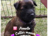 Chiots de race Berger Belge Tervueren à vendre (4 femelles & 3 mâles)