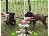 Chiots de race Berger Belge Tervueren à vendre (4 femelles & 3 mâles)