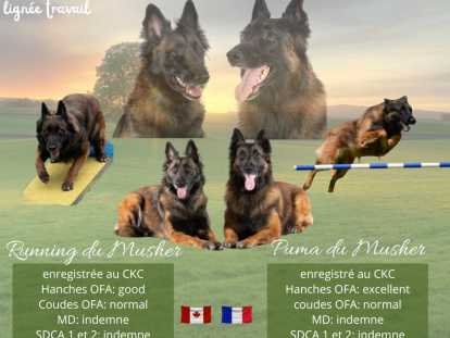 Chiots de race Berger Belge Tervueren à vendre (4 femelles & 3 mâles)