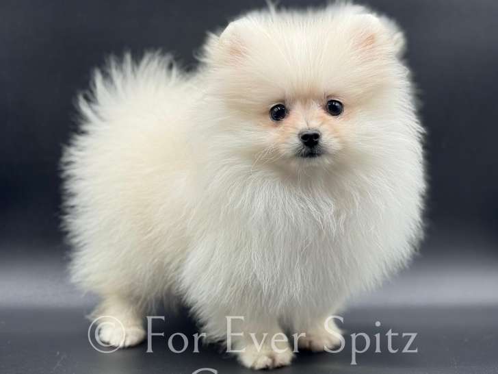 Chiot Spitz Nain Poméraniens LOF