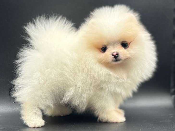 Chiot Spitz Nain Poméraniens