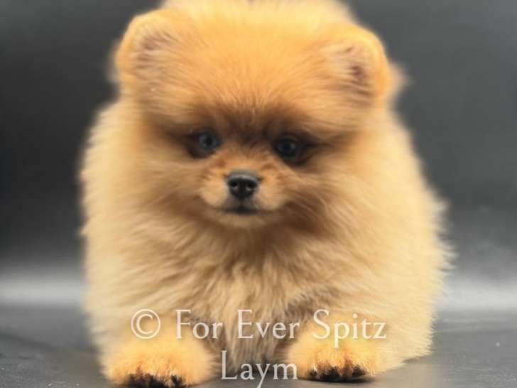 Rare Chiot Spitz Nain Poméranien aux yeux bleus!