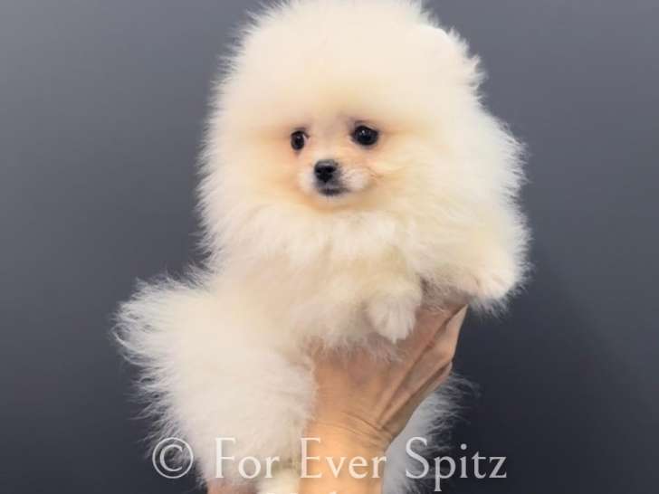 Chiot Spitz Nain Poméranien Mini gabarit