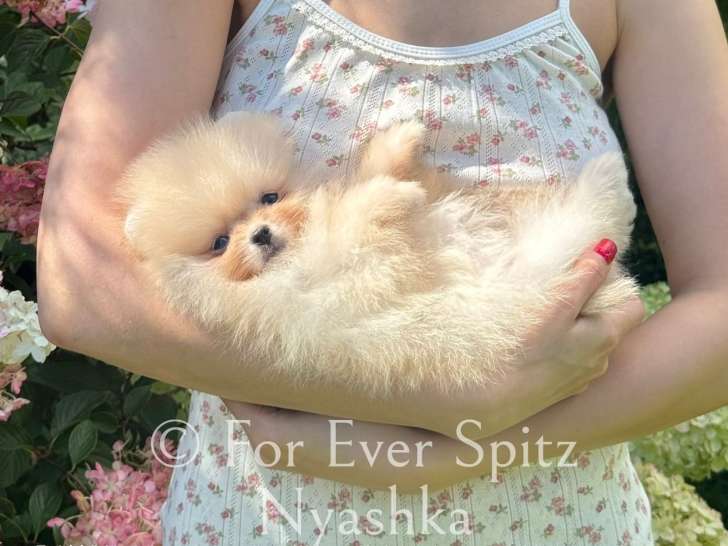 Chiot Spitz Nain Poméranien Mini gabarit