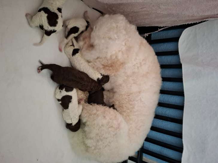Chiots de race Lagotto Romagnolo à vendre (2 femelles & 4 mâles)