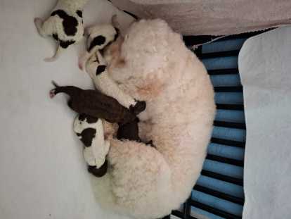 Chiots de race Lagotto Romagnolo à vendre (2 femelles & 4 mâles)
