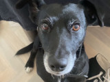Cherche femelle pour saillie avec un croisé Jack Russel