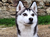 Mâle Pomsky F2 disponible pour saillie