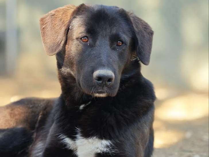 Chien de 2 ans prêt pour l'adoption