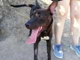 Chien Podenco noir avec marque blanche à accueillir