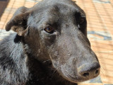En attente d'adoption, chien noir avec marque blanche