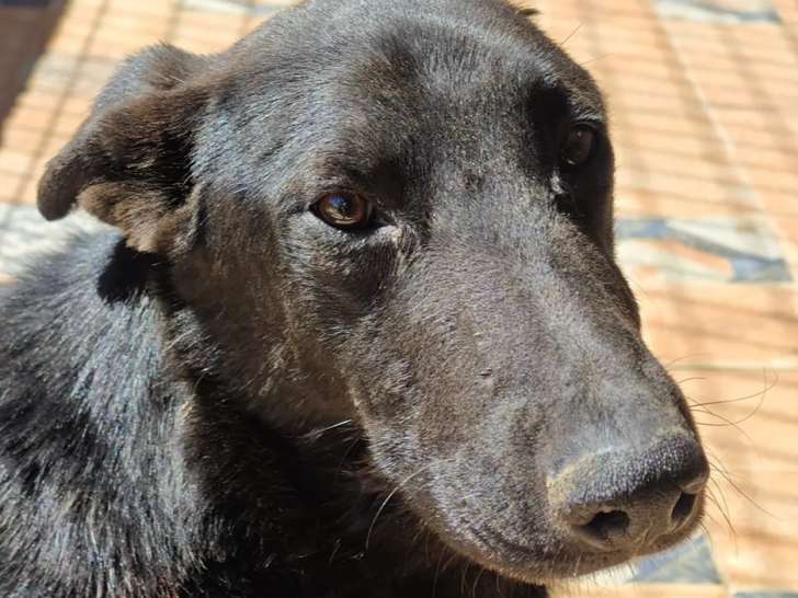 En attente d'adoption, chien noir avec marque blanche