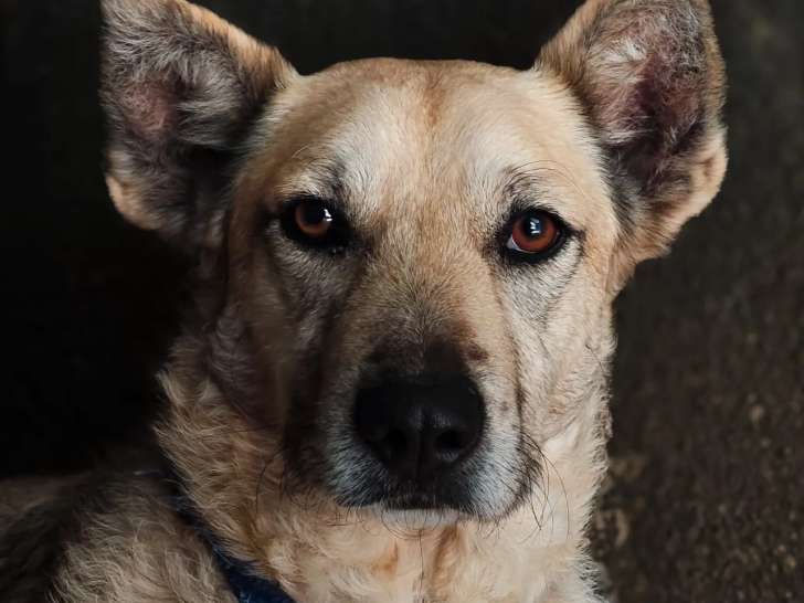 Prête pour l'adoption, chienne fauve charbonnée