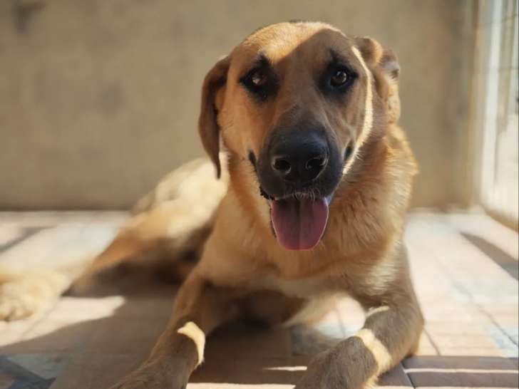 En quête d'une famille, chienne d'un an