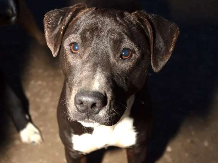 À la recherche d’un foyer, chien âgé d'un an