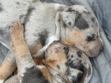 Chiots de race American Bully à vendre (1 femelle & 5 mâles)