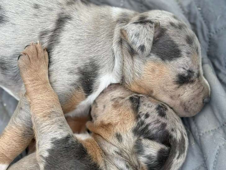 Chiots de race American Bully à vendre (1 femelle & 5 mâles)