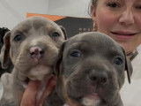 Chiots de race American Bully à vendre (1 femelle & 5 mâles)
