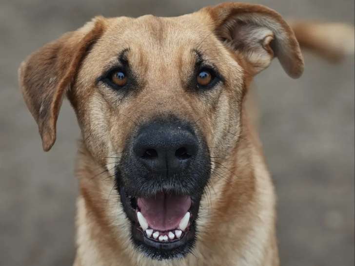 À adopter : chienne au pelage fauve