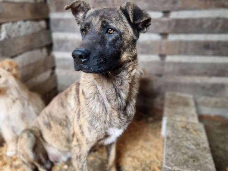 Disponible à l'adoption : chienne bringée