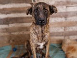 Disponible à l'adoption : chienne bringée