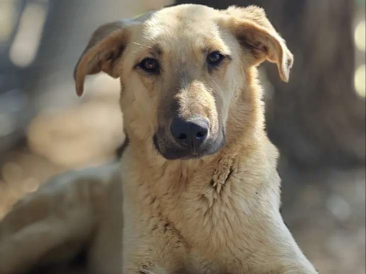À accueillir : chienne fauve