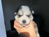 Chiots Pomsky mini F5 à vendre