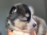Chiots Pomsky mini F5 à vendre