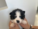 Chiots Pomsky mini F5 à vendre