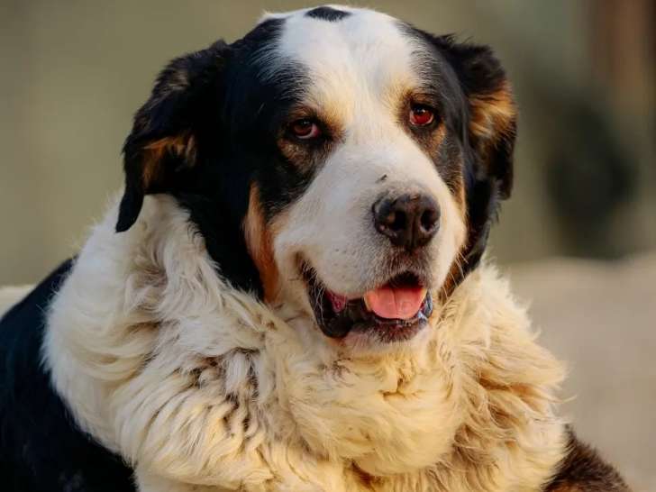 Chien Mâtin Espagnol tricolore à la recherche d'une famille