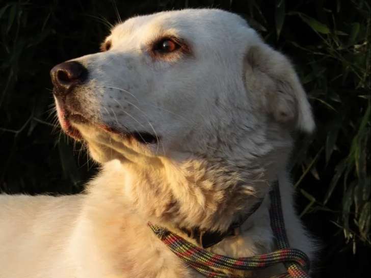 Disponible à l'adoption : chien âgé de 7 ans